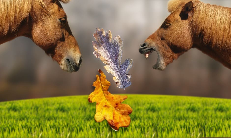 Moodboard with Drifandi